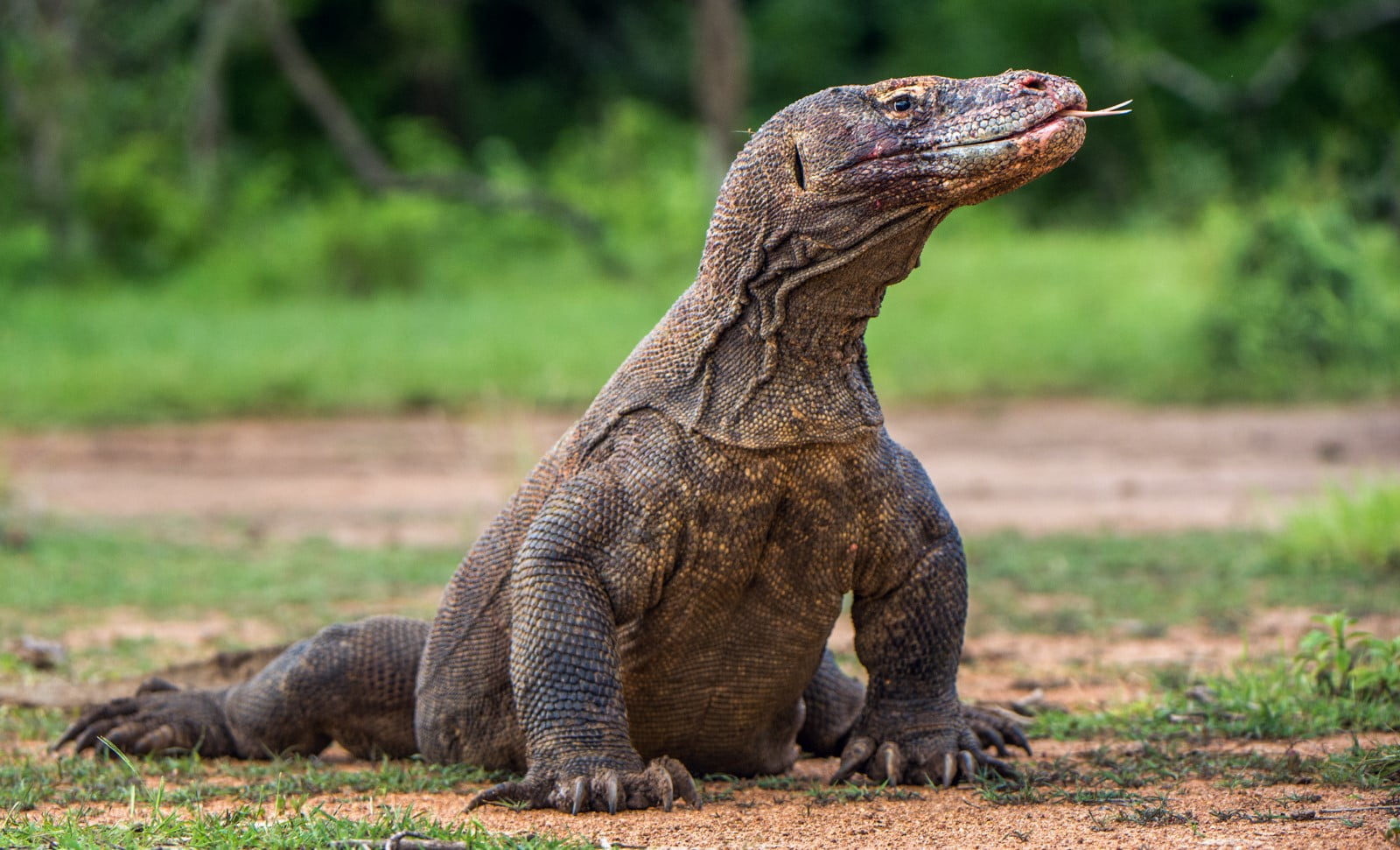 Komodo Dragon