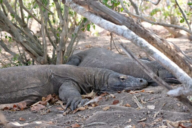 Komodo Dragon