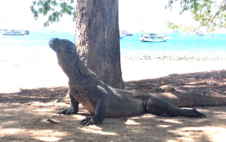 Komodo Dragon
