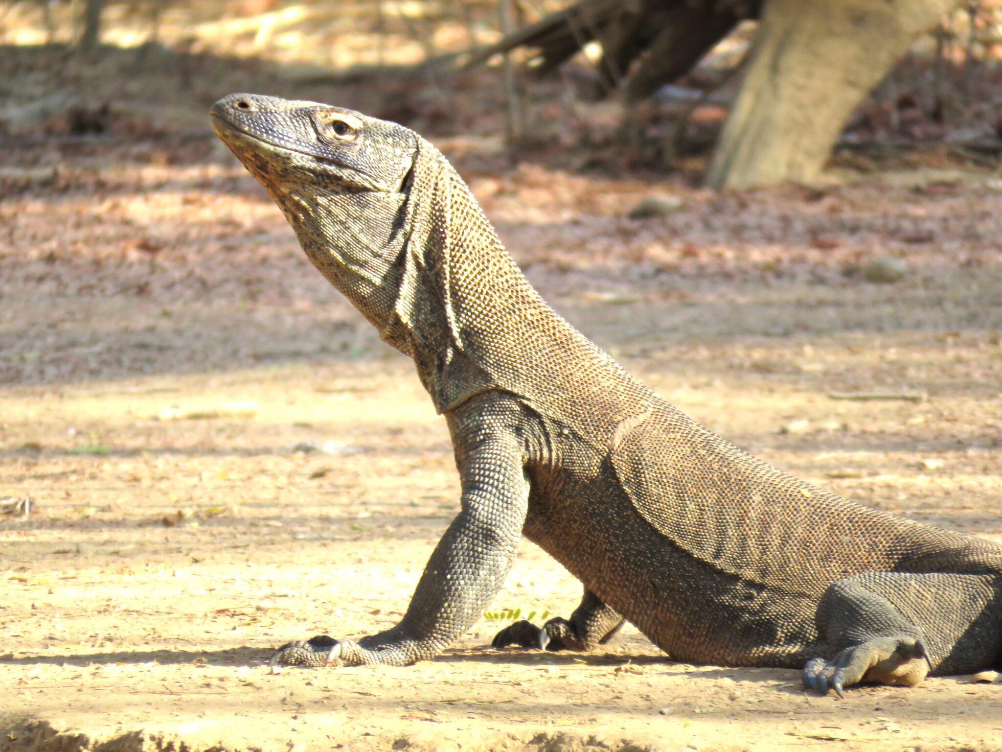 Unforgettable Komodo Trip to Komodo Island, Indonesia
