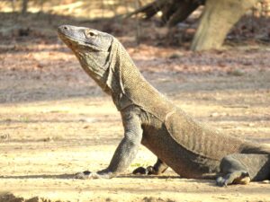 Unforgettable Komodo Trip to Komodo Island, Indonesia
