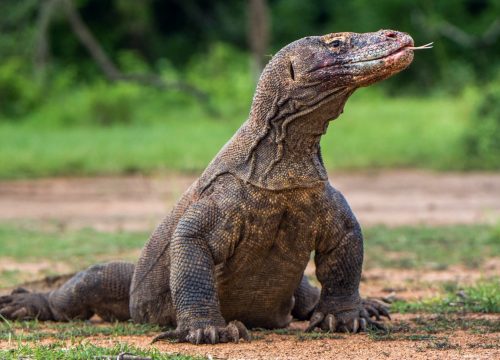 problematic-komodo-dragon-in-padar-island.jpg